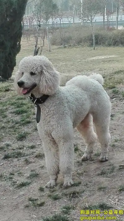 郑州丢狗,请好心人帮白色巨贵尽早回家,它是一只非常可爱的宠物狗狗