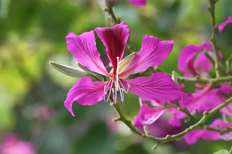 紫荆花 香港市花