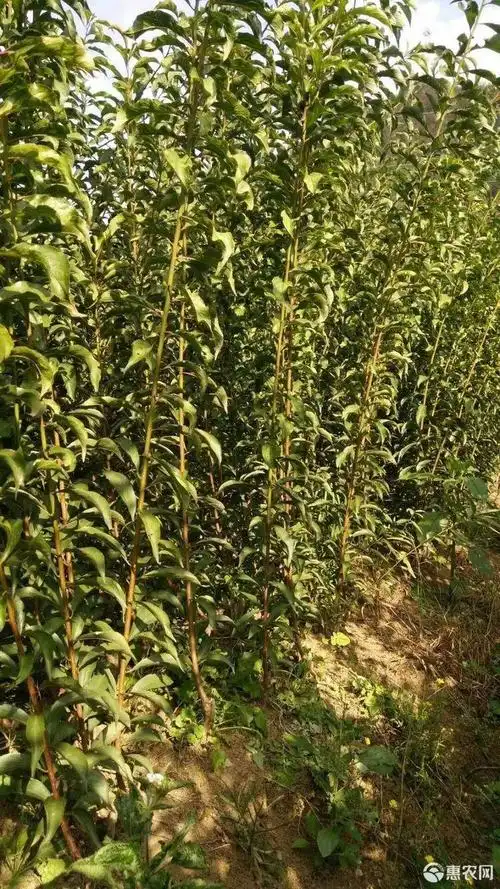 蜂糖李树苗 蜂糖李苗,蜂糖李原产地.贵州镇宁六马蜂糖李