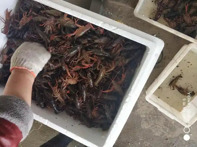 青壳6-8钱 硬规格 人工养殖 小龙虾主养 活虾