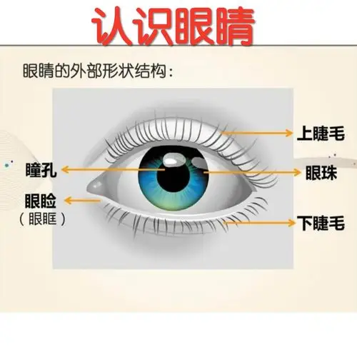 "能干的小眼睛"能让家长与幼儿共同了解眼睛的结构特点