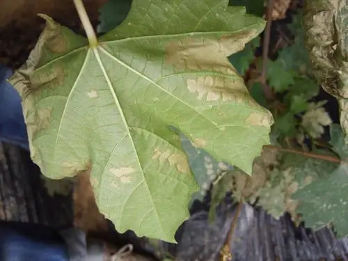 葡萄怎么回事?是疫病么,需要怎么办?(如图)