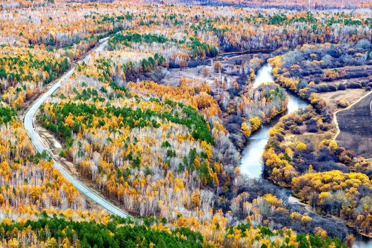 黑龙江大兴安岭原生态白桦林如梦似幻