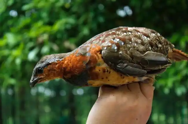山里有野味,一竿子打八只,味道太美又太笨,如今想吃靠养殖供应_竹鸡