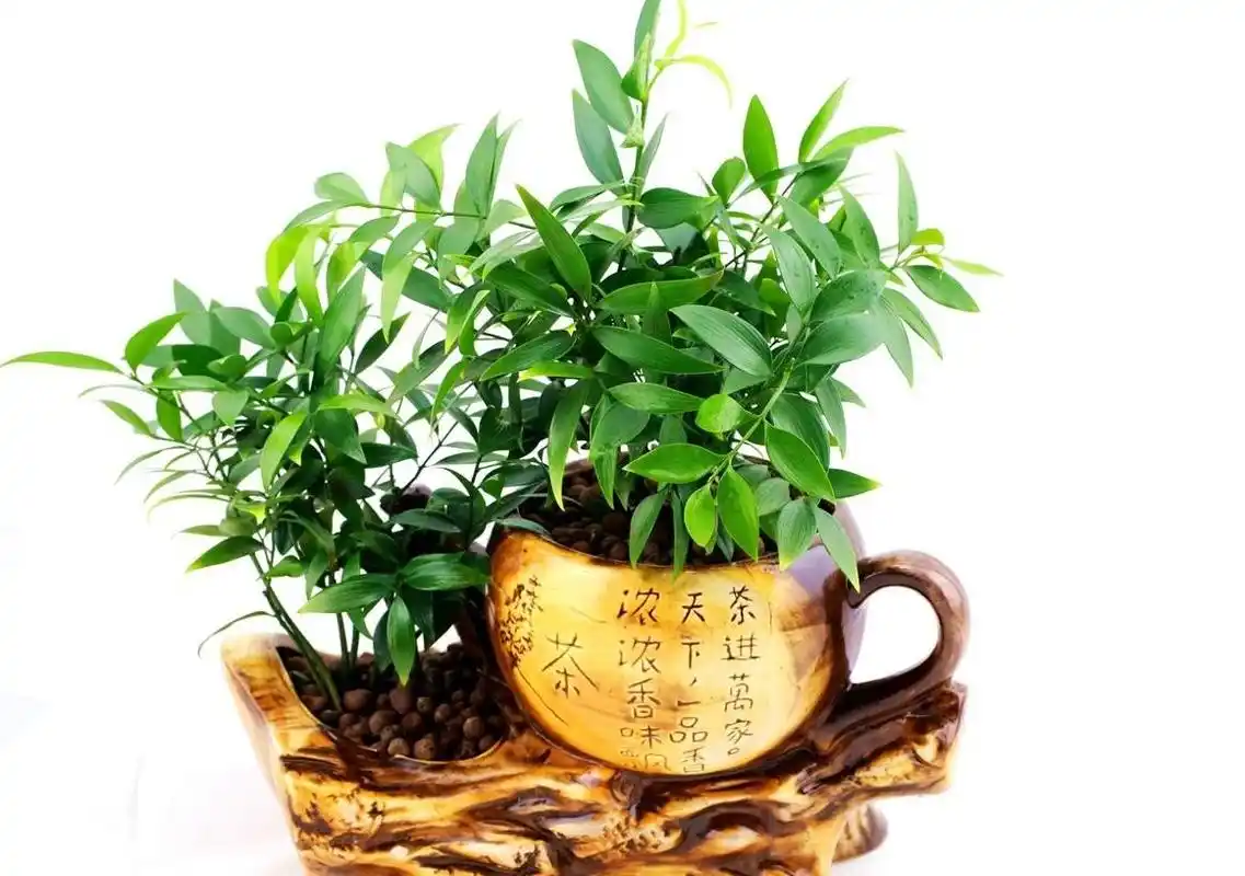 平安竹寓意好,很受人们欢迎,平安竹养护要注意什么?