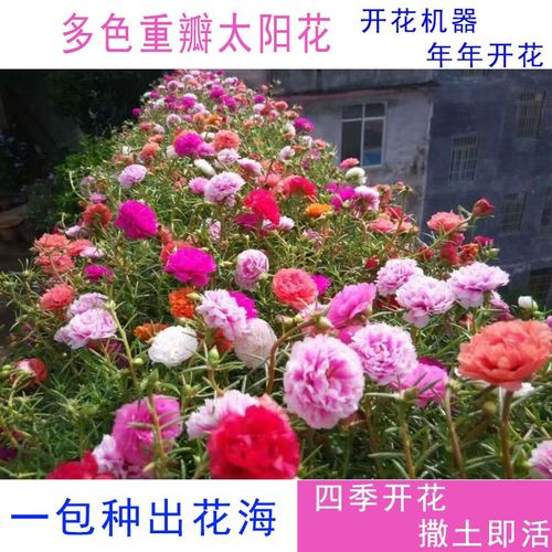 太阳花混色七格桑花波斯菊野花种子孑籽桔梗花牵牛花阳台庭院种植