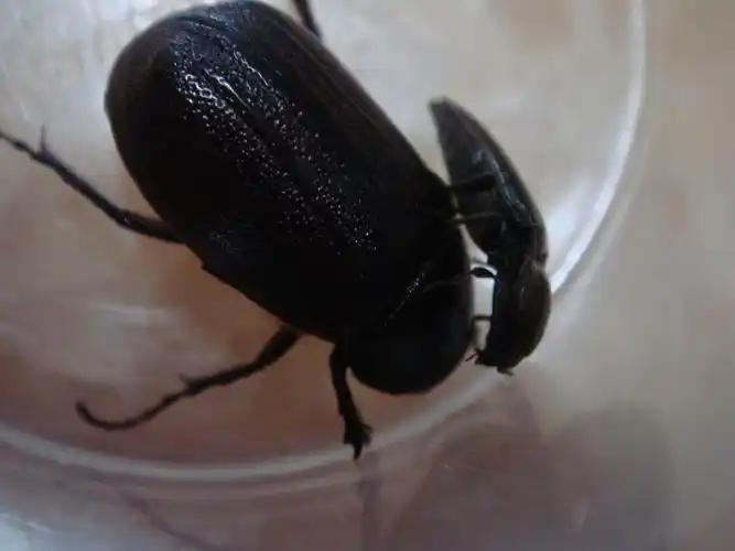 p>大黑鳃金龟 i>holotrichia oblita /i> faldermann,为 a href="#"