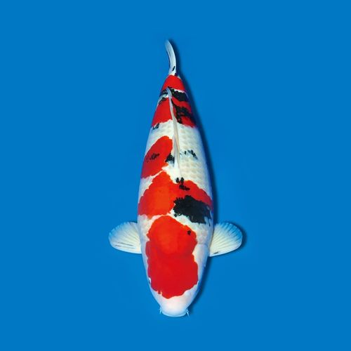 锦鲤观赏鱼直播大正昭和九纹龙落叶秋翠古黄金浅黄蝴蝶里黄金黑金