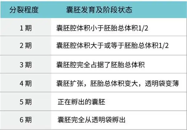移植4aa囊胚成功率如何