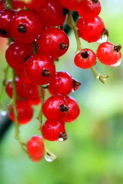 红醋栗,浆果,水滴