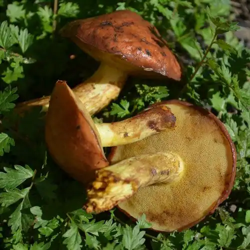 蘑菇大兴安岭500g土特产山货松蛾干货东北松蘑丁东北香菇类