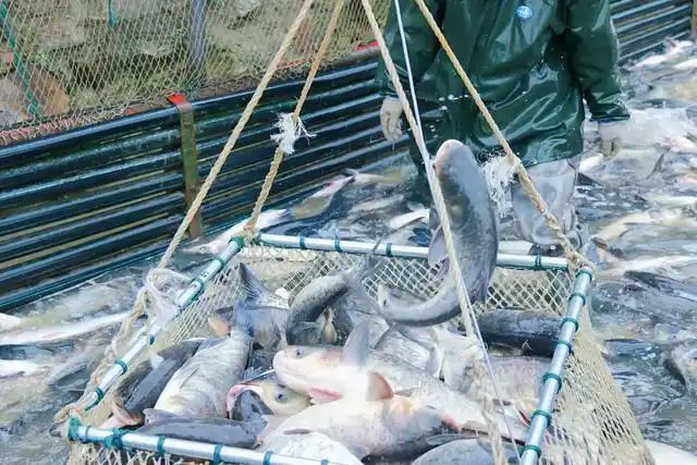 场面震撼!带你直击宿鸭湖捕鱼第一现场