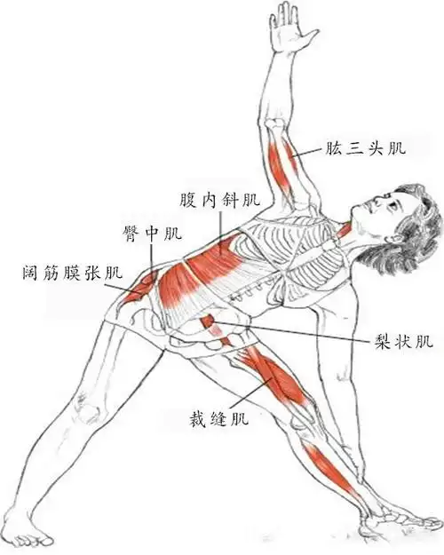 健身强体图荐最全的拉筋方法翻译中文标注