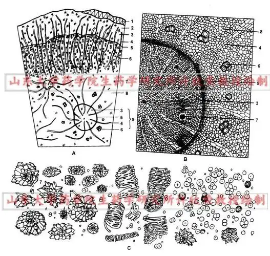 大黄组织和粉末图