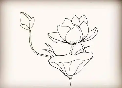 第十步:在茎的顶端画上一个花苞.是一朵没有盛开的莲花. 责任编辑