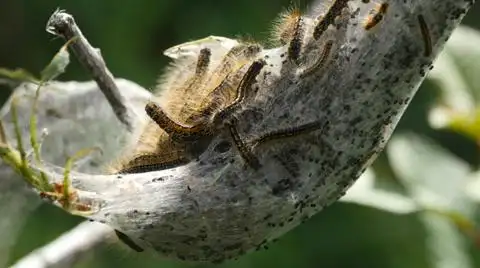 帐篷毛虫巢特写24kuhd