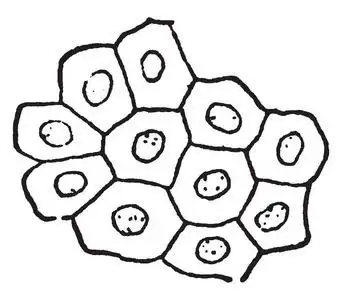 时尚女性眉毛神经细胞神经元类型类型的细菌.