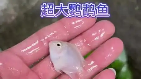 超大鹦鹉鱼,好好养着!