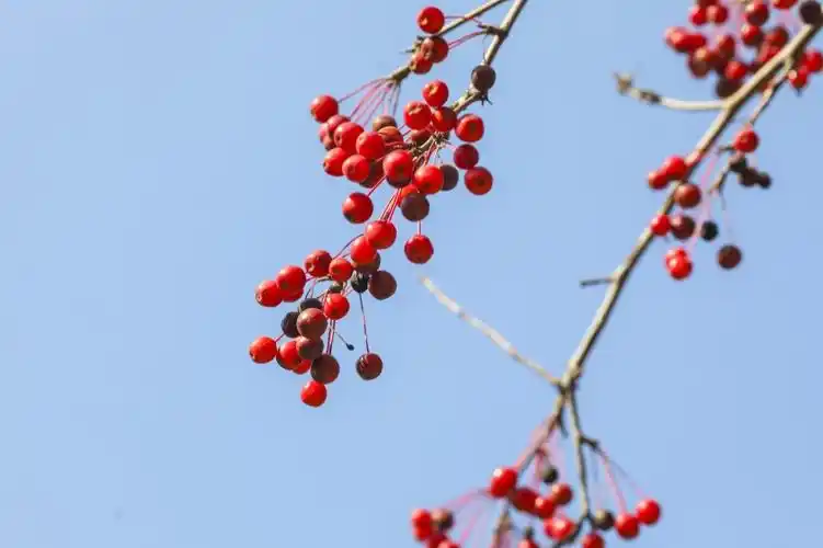 秋天唯美红色相思豆图片第4张