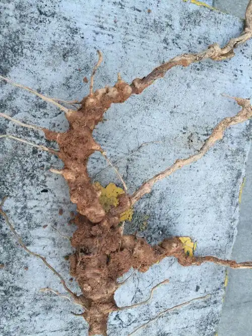 山里挖到一种植物,百度一下说是刺猪苓,我想需要详细的资料.