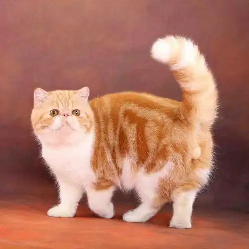 上海纯种加菲猫种公配种对外借配相亲征婚