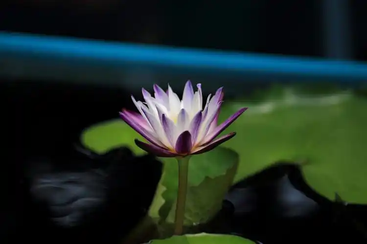 2018年iwgs最佳热带睡莲品种亚军 2019年8月22制作