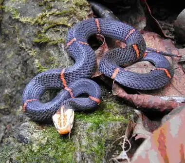 桑植县首次发现罕见"中国最毒的蛇"白头蝰
