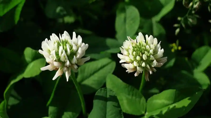 爱尔兰国花——白三叶草