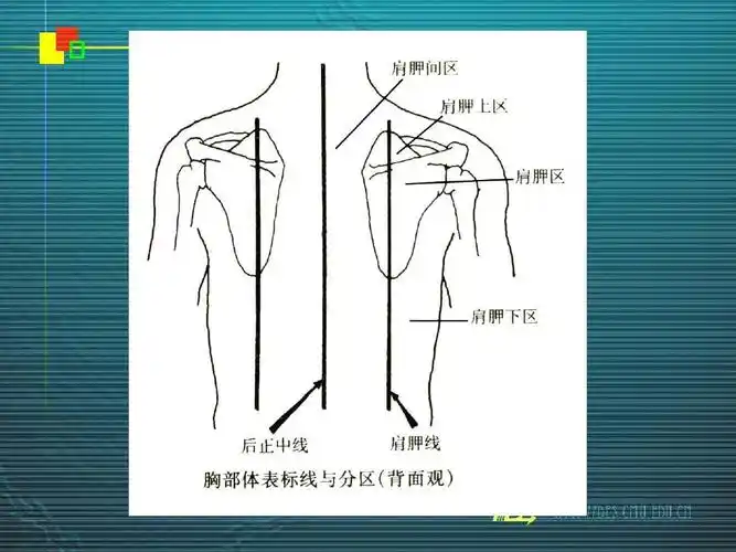 胸部体表标志ppt
