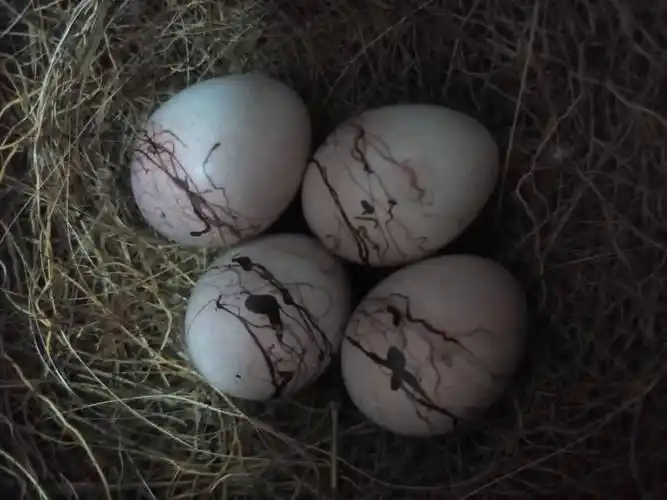 这是什么鸟蛋?山上捡的,很小