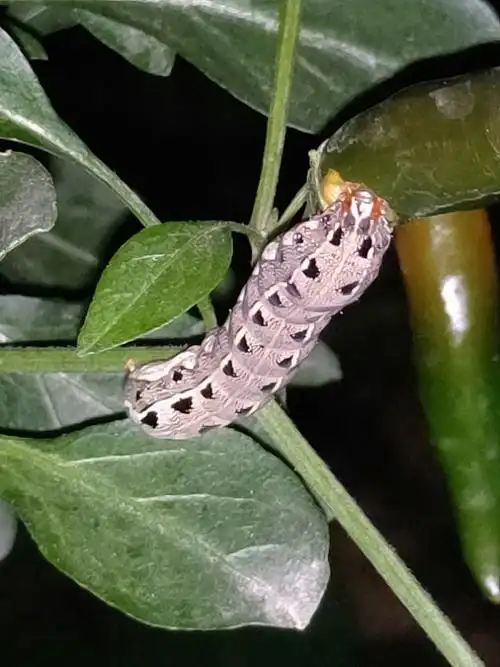 【田丰农业科普】深挖偷吃辣椒的幕后黑手~斜纹夜蛾.