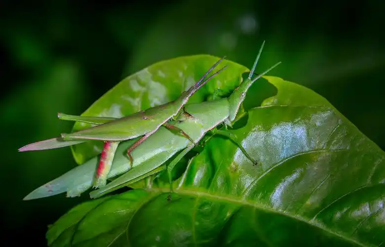 希望--昆虫的爱