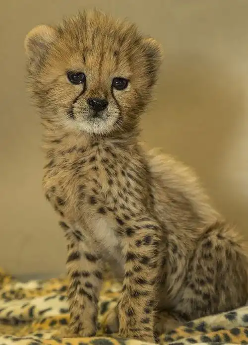 猫科收集的各种猎豹宝宝图片78