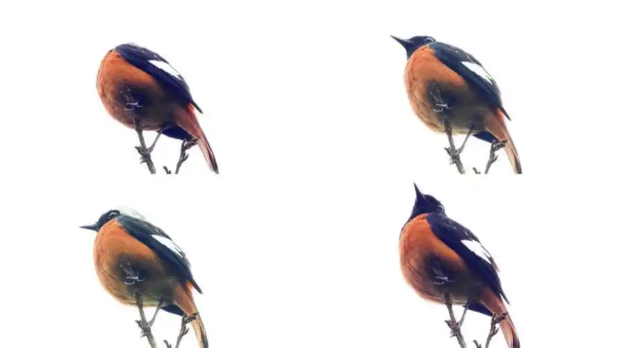 漂亮的北红尾鸲公鸟叫声