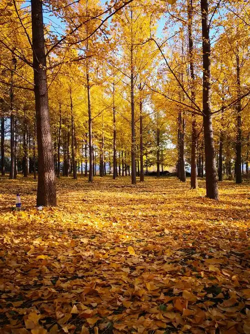 金色的秋天--丹东赏银杏树 - 美篇