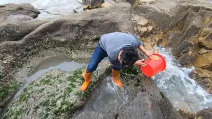 赶海发现长满海菜的水坑,渔民夫妻俩合力舀干,惊喜一个接一个