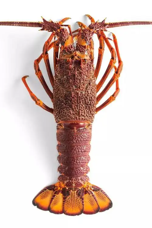 美食| 去澳洲,如果没光顾过澳龙餐厅,四舍五入也算是抱憾终生了吧~_美