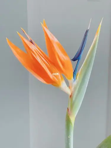 鹤望兰 Ⅰ 居家绝美花材