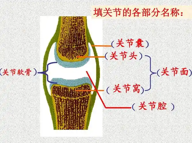 苏教版四年级下册科学 关节 ppt