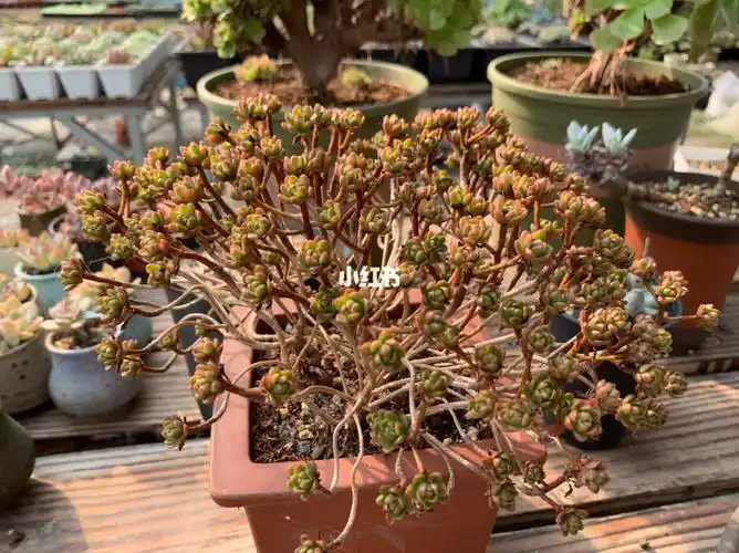 多肉小人祭老桩