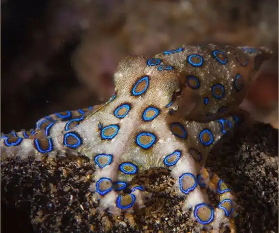 闲客道听图说:这些世界最毒的动物你都认识吗?