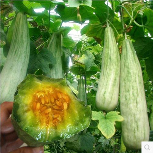 包邮 脆甜牛角蜜甜瓜种子酥脆可口 含糖量高牛角酥瓜种子清热解暑