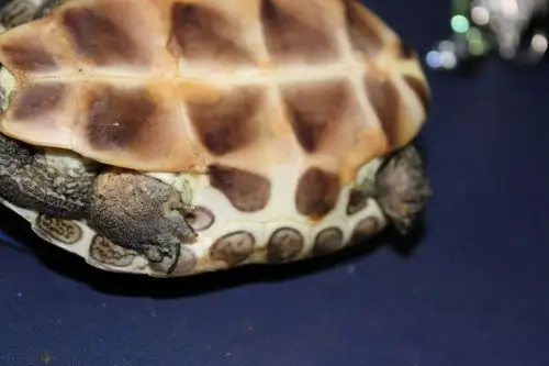 请教各位龟友,我家的珍珠龟是不是得了腐皮病,应该怎么治疗