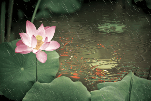 摄影 灼灼荷花瑞 写美篇江南可采莲 莲叶何田田 鱼戏莲叶间 鱼戏莲叶