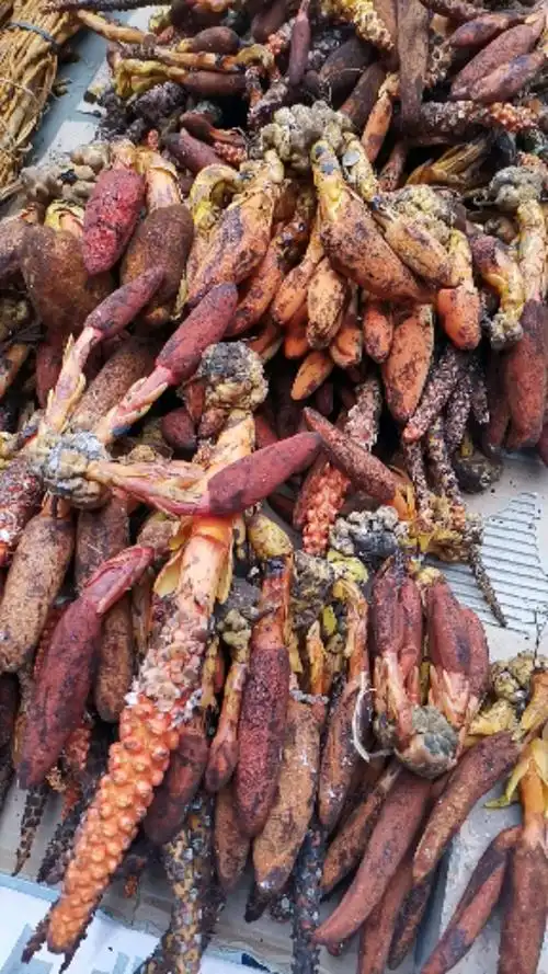 认识中草药#这个叫文王一支笔-度小视