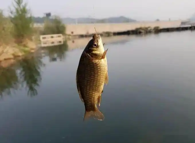 虾肉做饵狂拉大板鲫北京钓鱼人的野钓天堂怀柔喇叭沟门