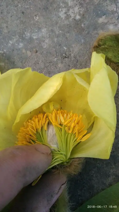 全缘叶绿绒蒿 ——采摘于西藏