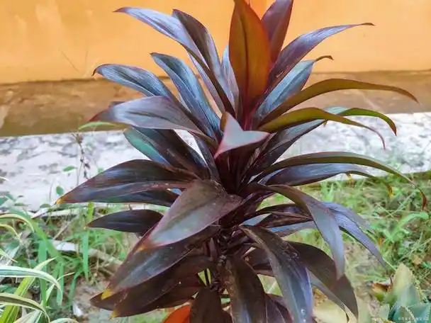 紫背万年青的养殖方法和注意事项