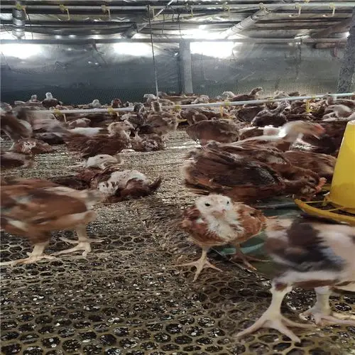 红玉母鸡苗红玉鸡厂家隆航大量出售