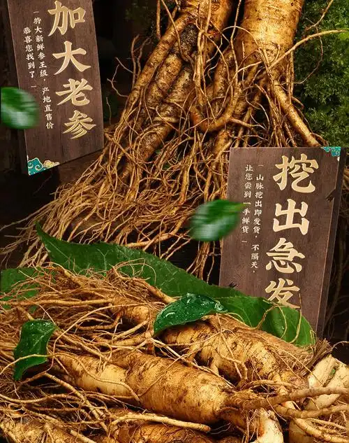 参龄18年长白山特大人参王东北特产送枸杞泡酒煲汤新鲜批发28年特大老